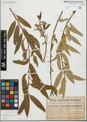Foto von Salix fragilis L. x Salix triandra L.